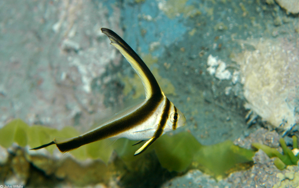 Equetus lanceolatus (Pesce lancere)